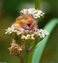 soricelul-care-rade-de-bucurie-ca-a-venit-primavara-si-stranuta-cand-da-de-polenul-unei-flori_1